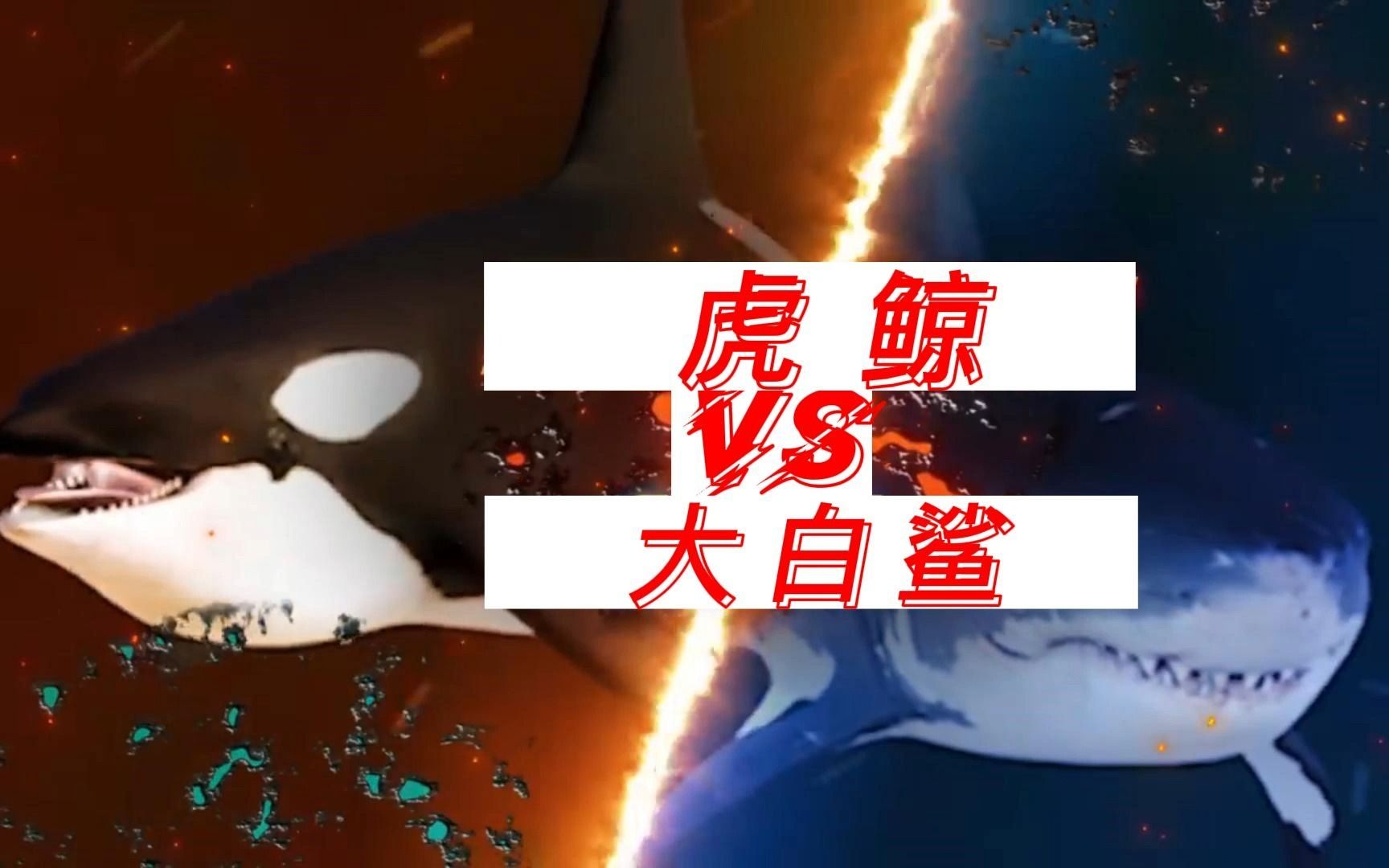 虎鲸vs大白鲨,海洋中的终极王者会是谁呢?