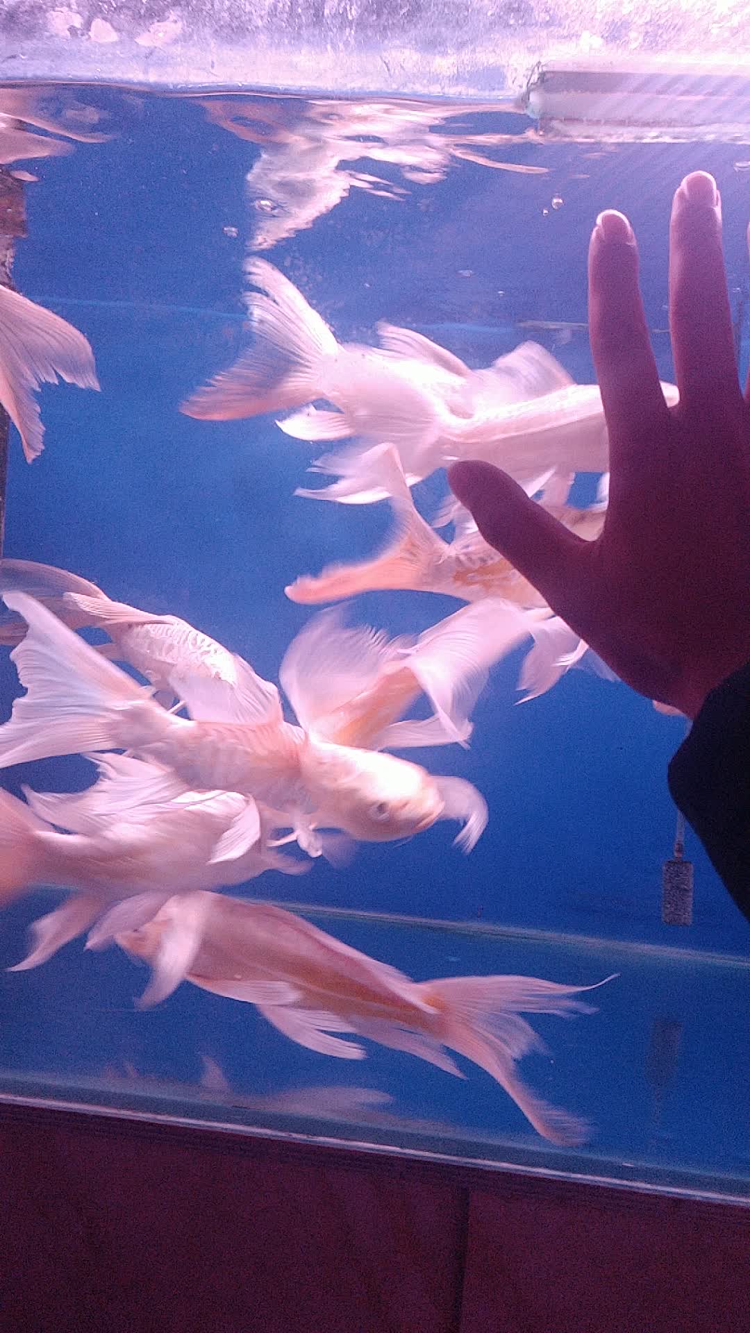 亲人的蝴蝶锦鲤