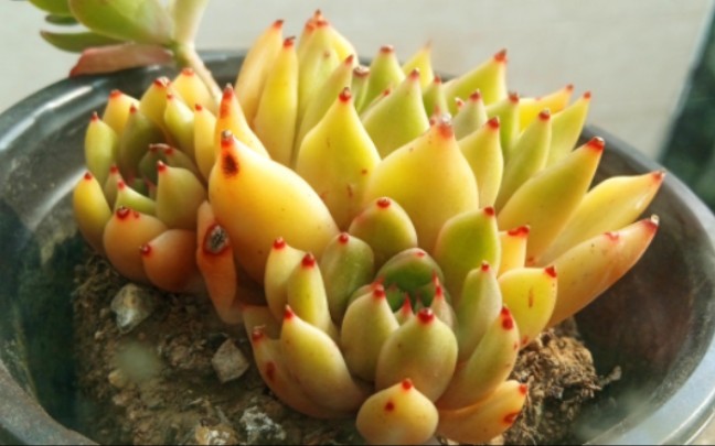 黄色系多肉不多见,黄金玛利亚是你的菜吗?