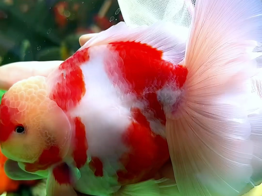 樱花百褶原泰泰狮