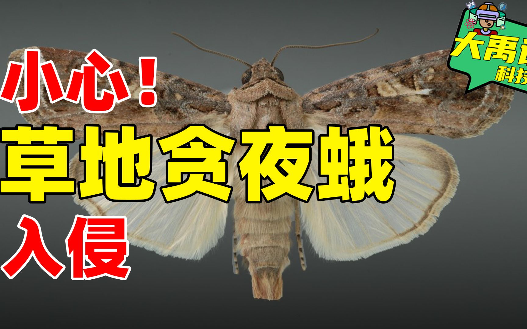 预警!危害我国240万亩,草地贪夜蛾卷土从来,危害远比蝗虫严重哔哩哔哩bilibili