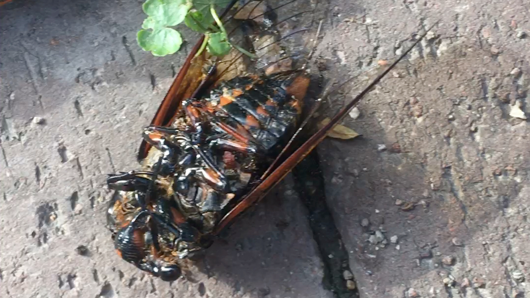 发现了死棹的蝉,上面都是蚂蚁,祝它安息._哔哩哔哩_bilibili