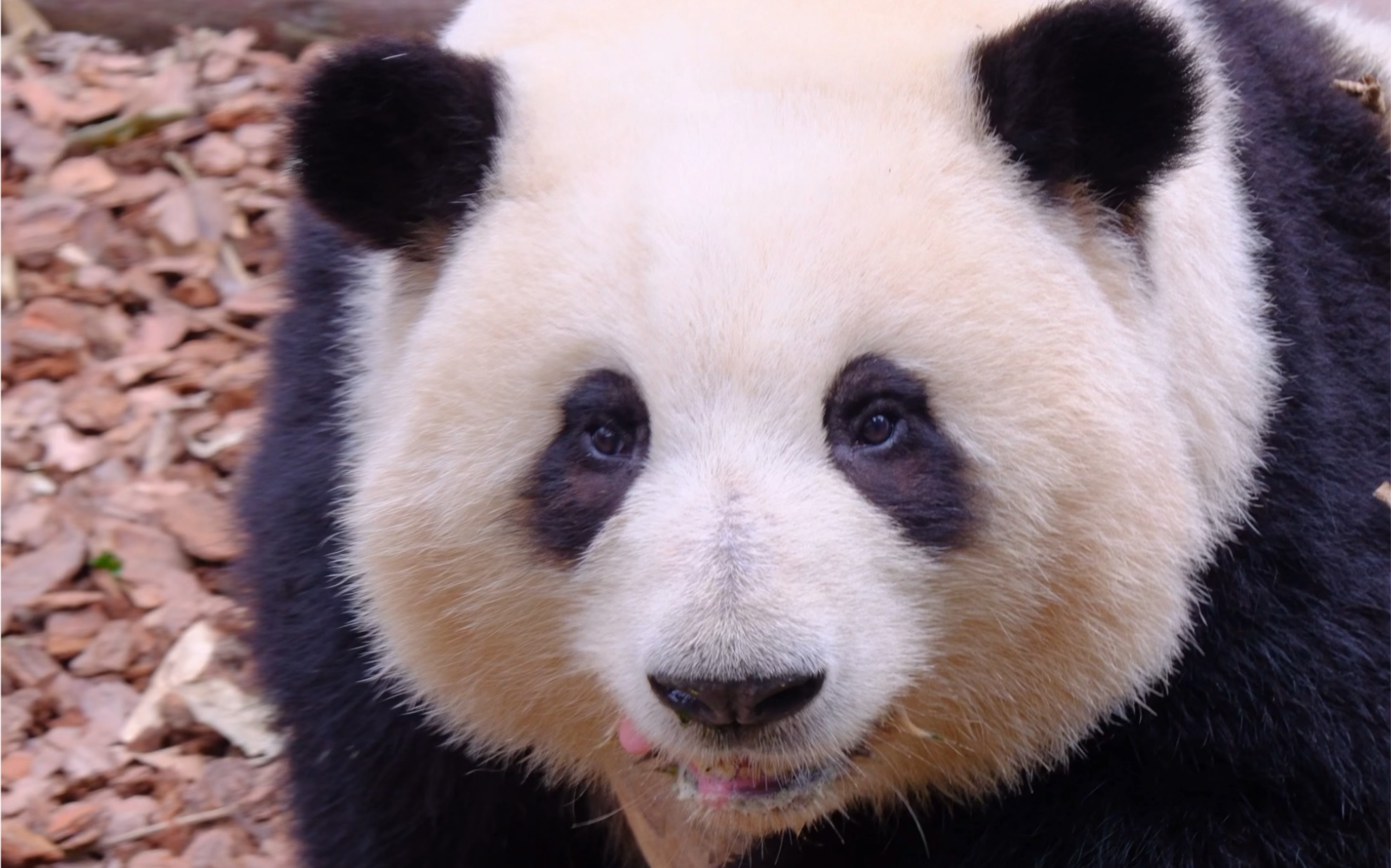 3.10花花在前台,叶子抱着竹筒子玩#来这吸熊猫