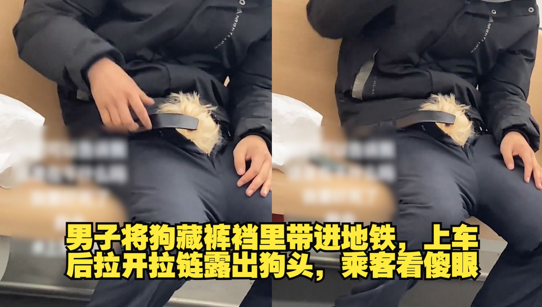 男子将狗藏裤裆里带进地铁,上车后拉开拉链露出狗头,乘客看傻眼