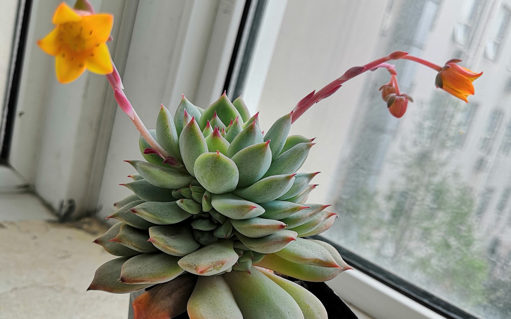 养了3年的多肉,今年终于两开花!