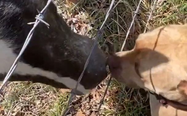 [图]当服务犬遇到马，太治愈了！