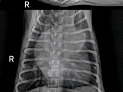 转诊病例4月龄,马耳济斯犬在外院因呼吸窘迫、全身发绀就诊,结合这个胸部DR,大家觉得是什么病?这个品种、年龄、症状,对心血管疾病略有研究的同...