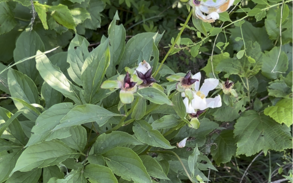 亳州白芍花图片大全图片