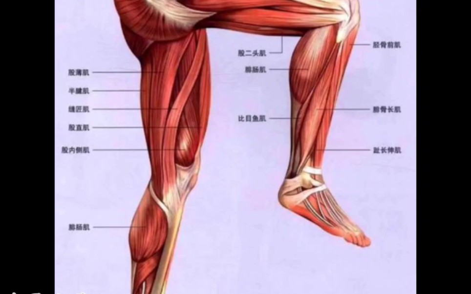 [图]解构太极拳3.5-2(胯与腰腿疾病自疗之顶胯）