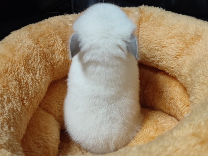 迷人的小龙猫的背影