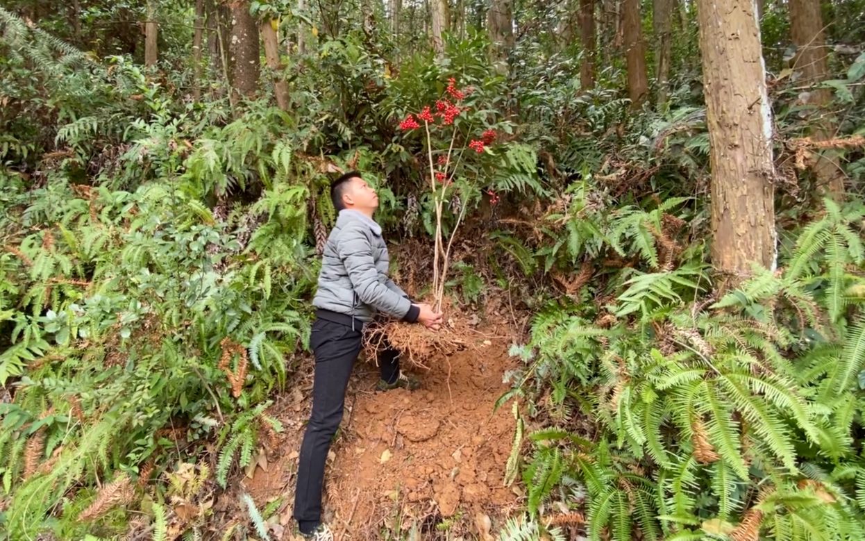 山里发现一株珍贵的黄金万两,小伙日思夜想决定挖回家种,真漂亮哔哩哔哩bilibili