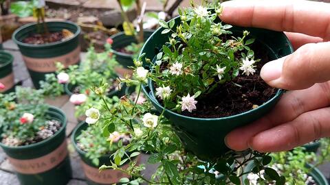 金平糖月季花非常迷你 稍不注意就会买到不对版的月季花 哔哩哔哩 Bilibili