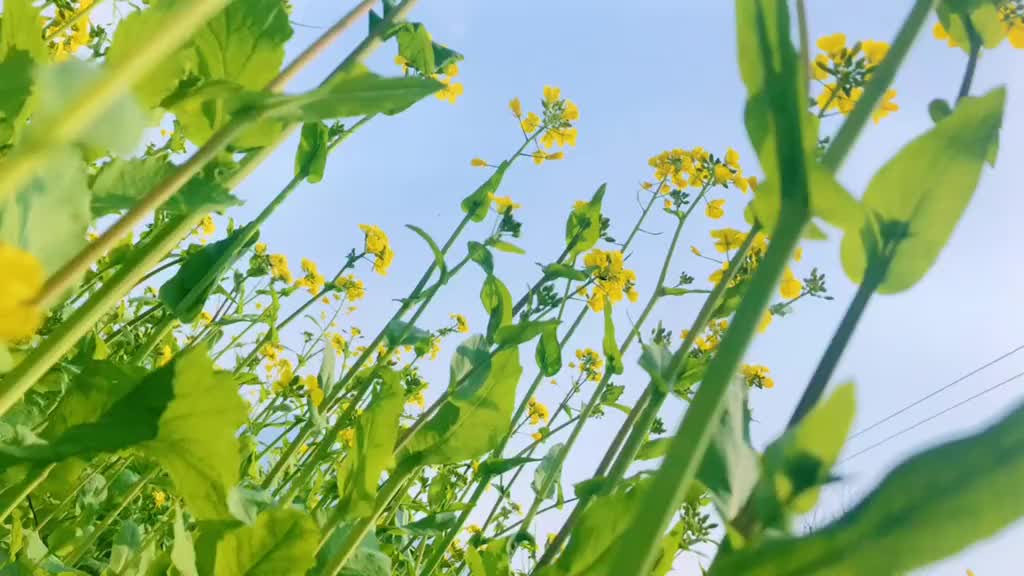 春天情人节愿你一觉醒来春暖花开微风拂面你安好我无恙