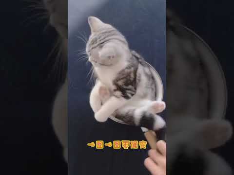 [图]【喵星人】剪了一首《猫的华尔兹》送给大家~