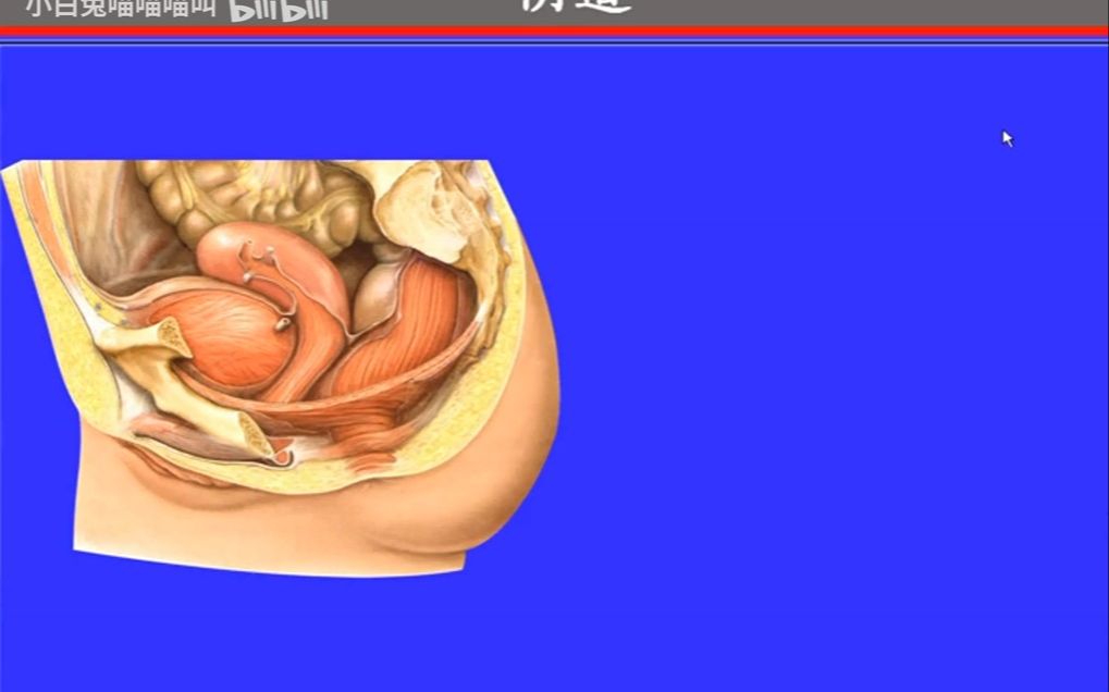 79.阴道——系统解剖学、局部解剖学——这一套就够了哔哩哔哩bilibili
