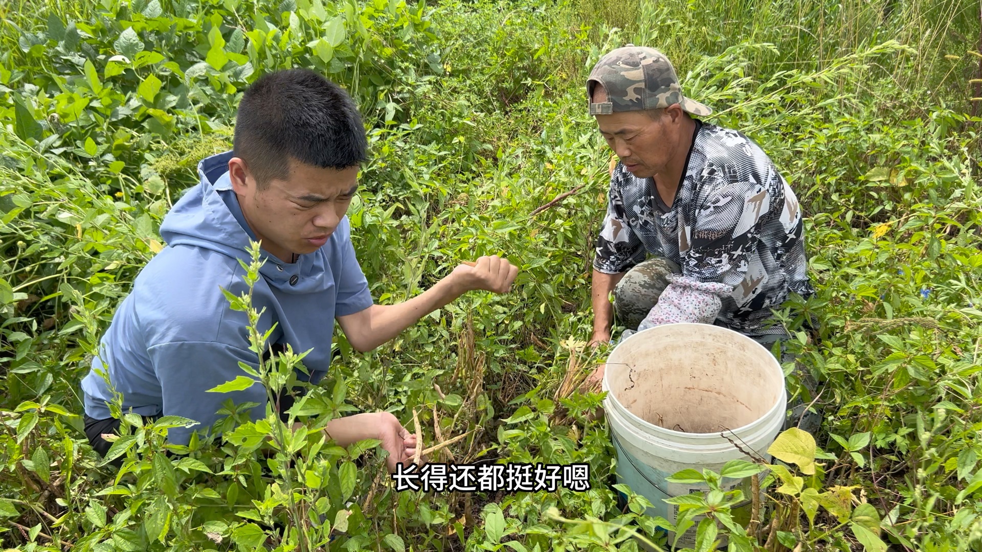 地里的芸豆大丰收,小强父子看着自己的劳动成果,很是欣慰和开心哔哩哔哩bilibili