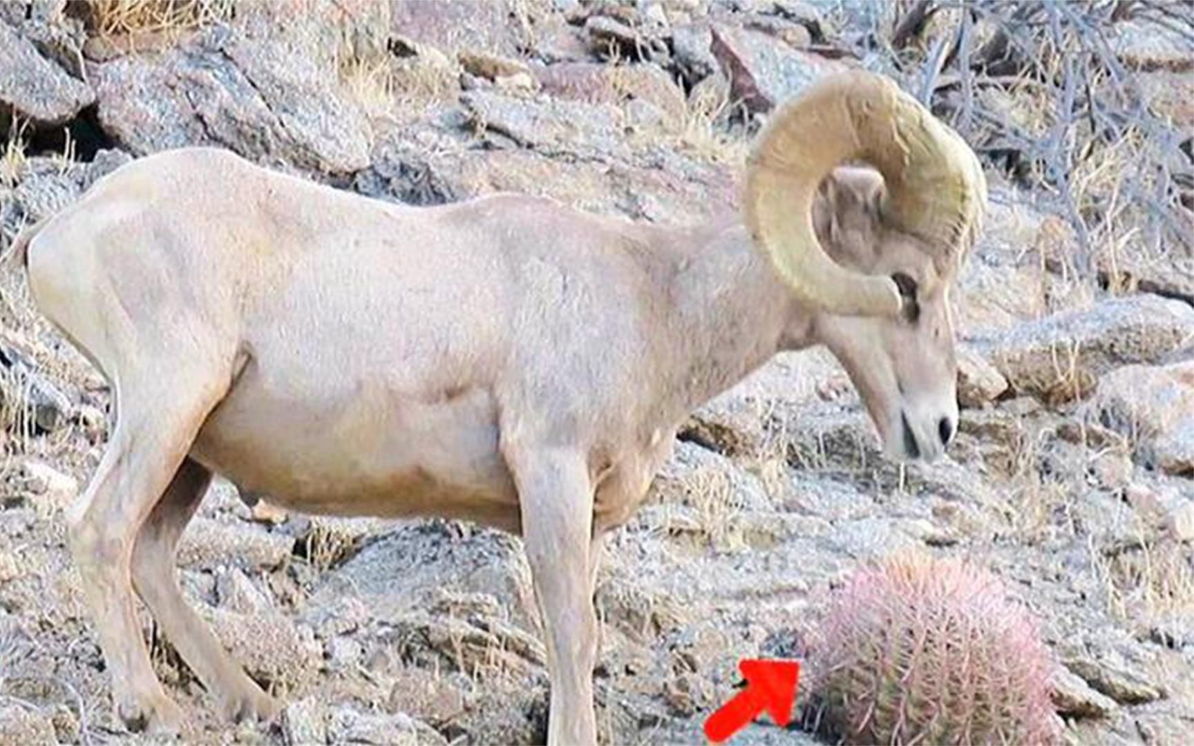 仙人掌不再是骆驼的专属,羊儿一口一口咬的嘎嘣脆,够硬核!