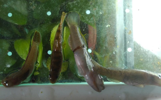 给蓝绞鲸喂食原生鱼