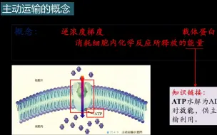 Tải video: 微课视频-主动运输