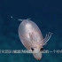 科学家发现罕见海洋生物“小猪章鱼”