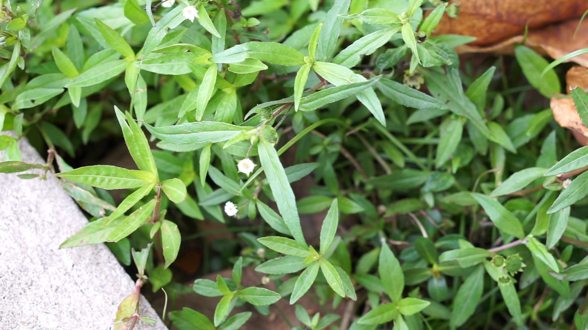 水边常见植物——墨旱莲(菊科)