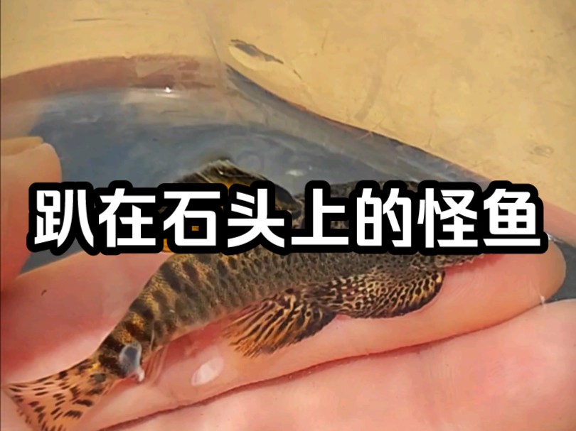 钓鱼的路上发现里一群趴在石头上的怪鱼