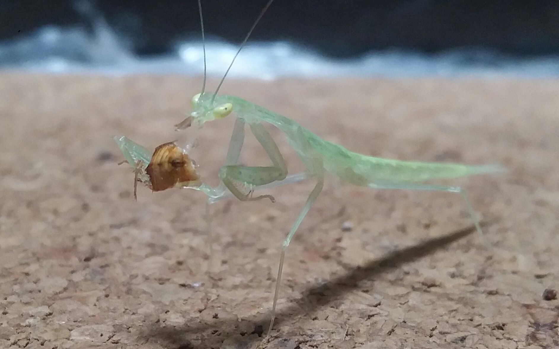 多齿华柔螳●日常吔小强_哔哩哔哩 (゜-゜)つロ 干杯~-bilibili