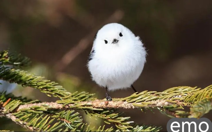 这么可爱的肥啾,你真的没有一点心动吗(第一次当up主,有亿点点小紧张)