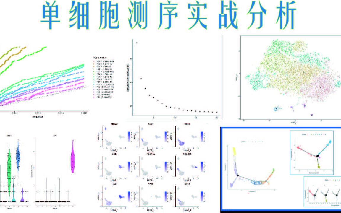 [图]手把手教你单细胞测序分析实战