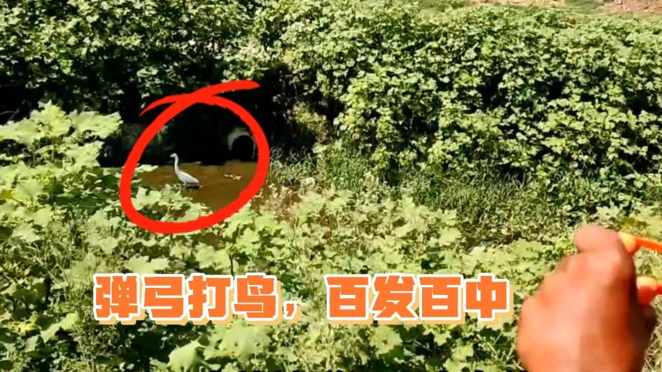 国外牛人用弹弓打鸟,在各种角度和距离下出手,做到弹无虚发!