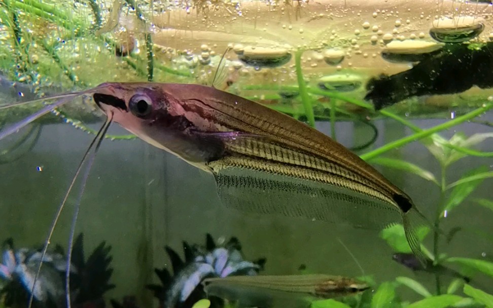 玻璃猫?四须鲶!_哔哩哔哩_bilibili