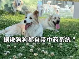 据说狗狗都自带中药系统？