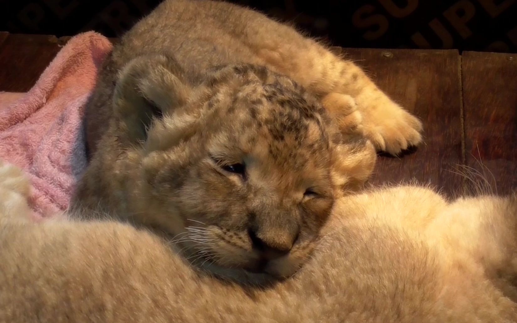 初次见面,请多关照,刚满月的小狮子拿姐姐肚子当枕头睡着了
