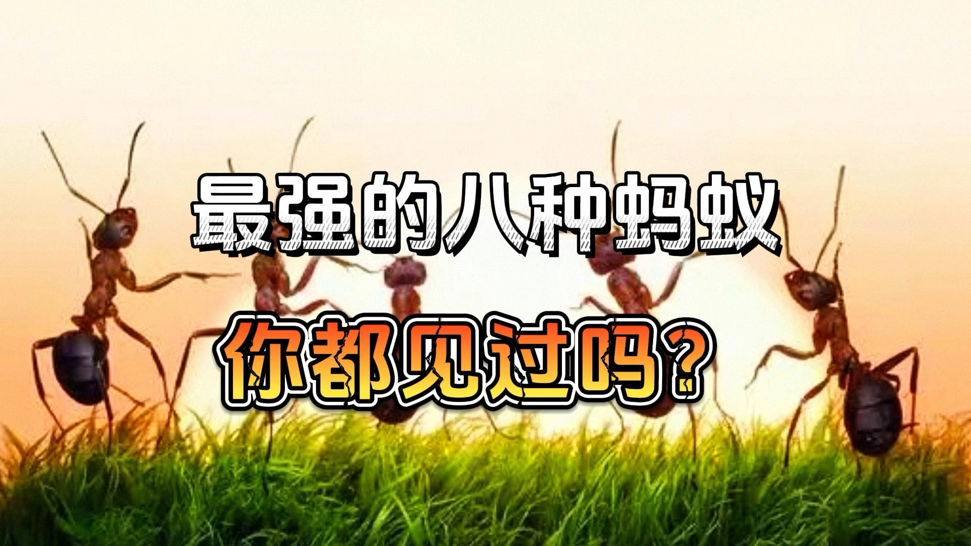 世界上最强的8种蚂蚁,你见过吗?哔哩哔哩bilibili