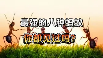 Download Video: 世界上最强的8种蚂蚁，你见过吗？