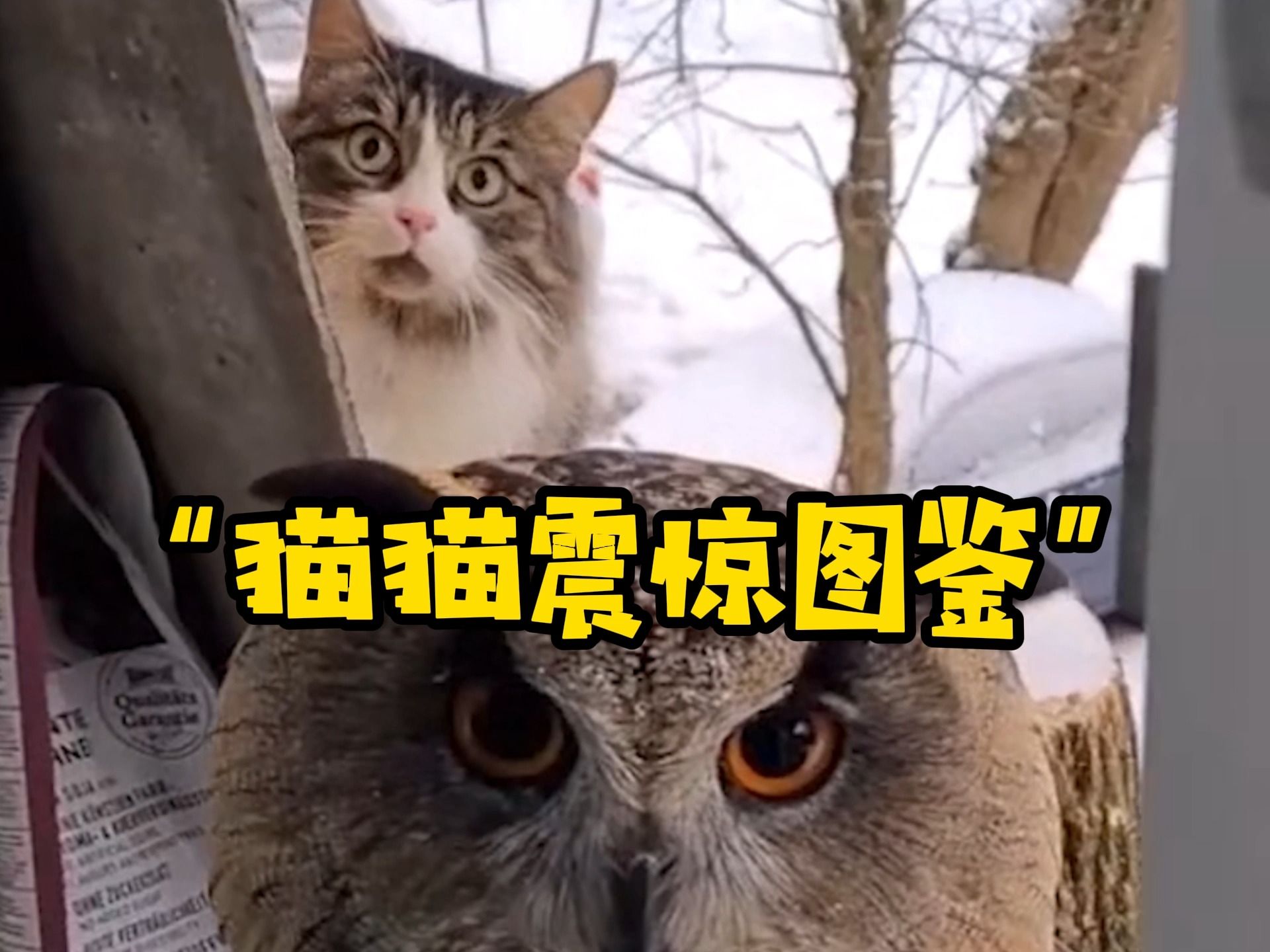 震惊猫猫一百年!