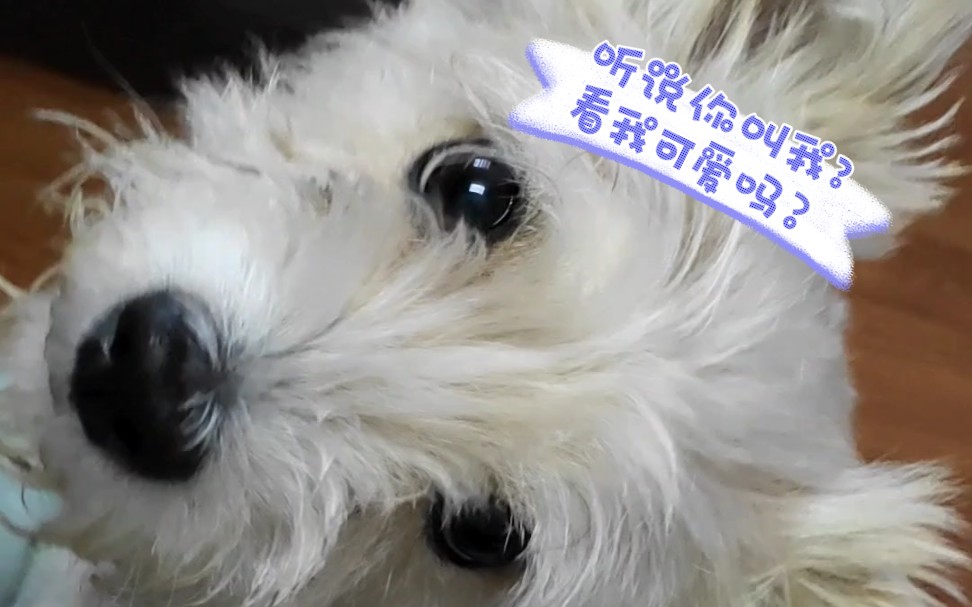 "唤猫神器"先把小九叫来了,小五姗姗来迟