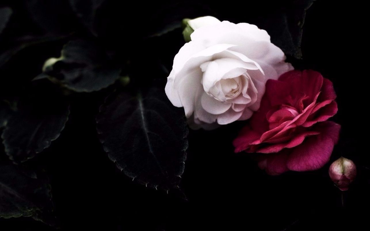 庆余年范闲长公主林婉儿红白玫瑰