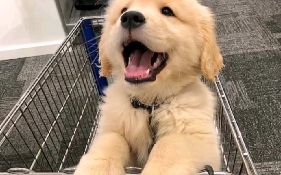 可爱的小狗幼崽,金毛是你喜欢的吗?你家里也有毛孩子么