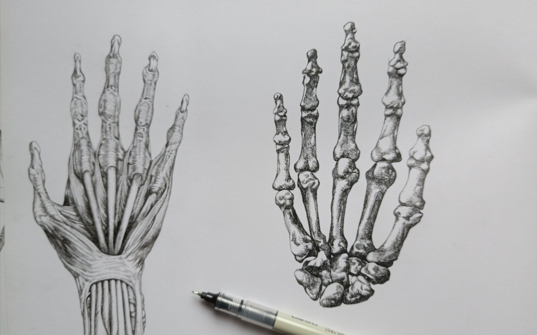 手部解剖素描练习