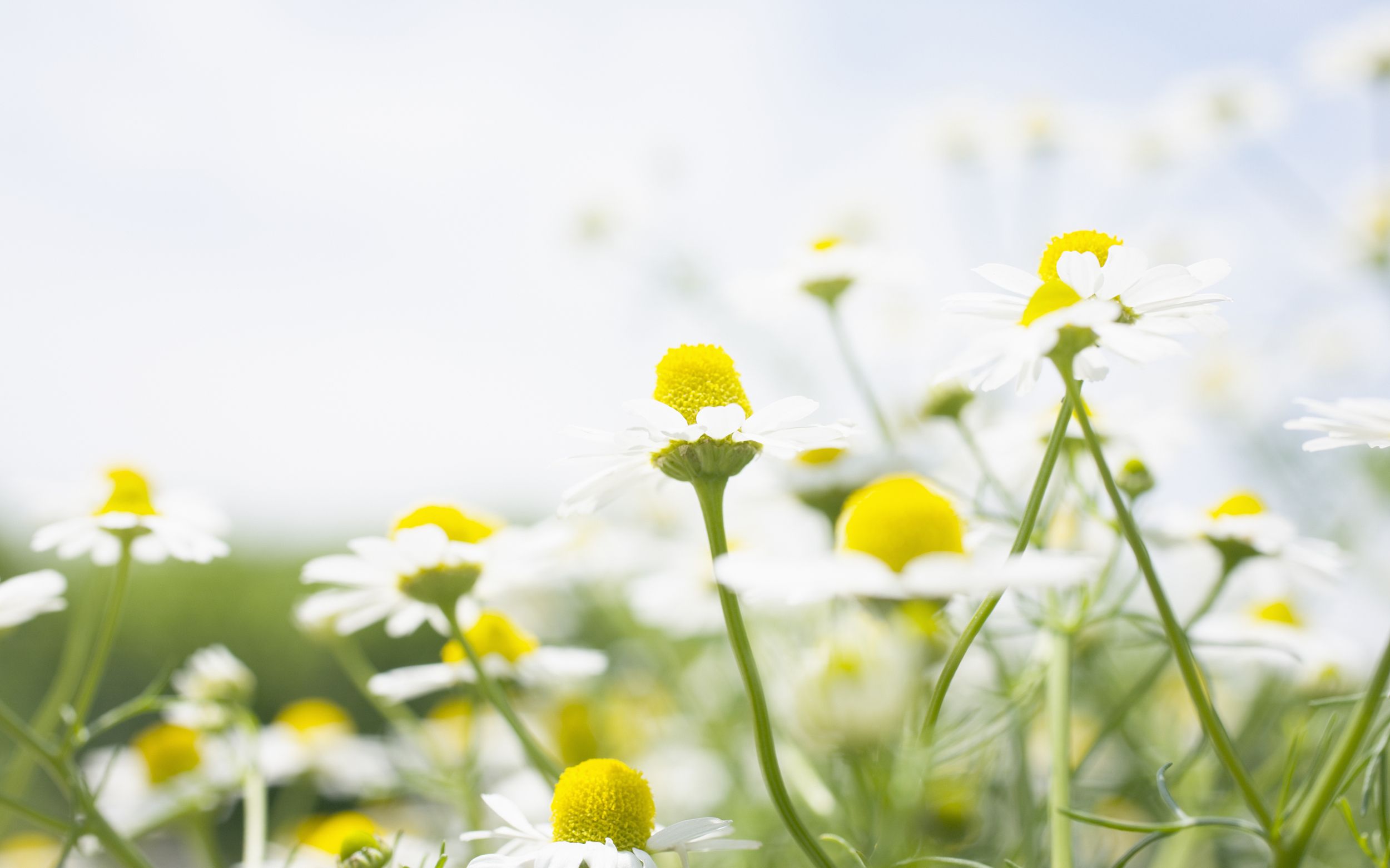 [图]洋甘菊油频率 l 精油频率 Chamomile Oil Frequencies | Frequency of Essential Oils