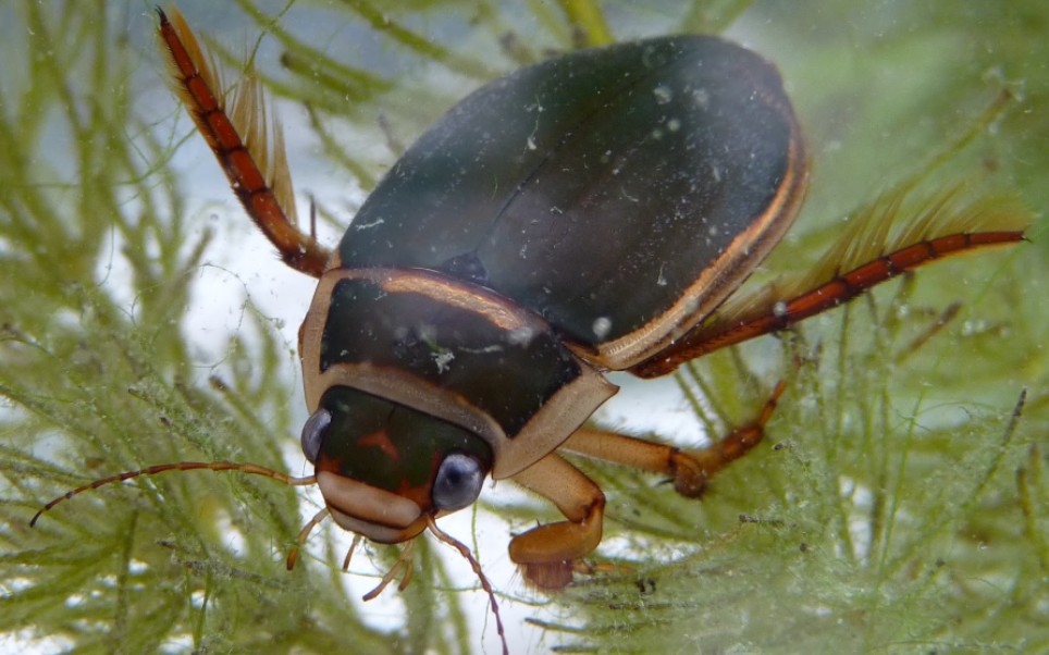 dytiscusmarginalis伟大龙虱捕食某种无尾目动物