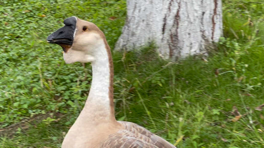 犀浦大王鹅叫声响彻10楼
