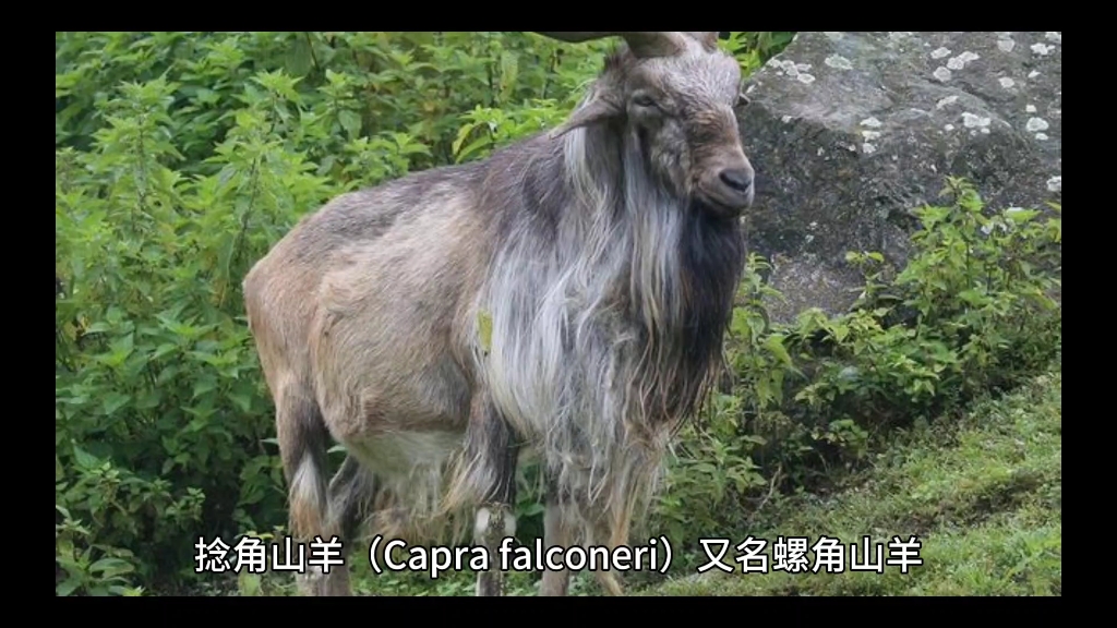 螺旋式羊角#捻角山羊