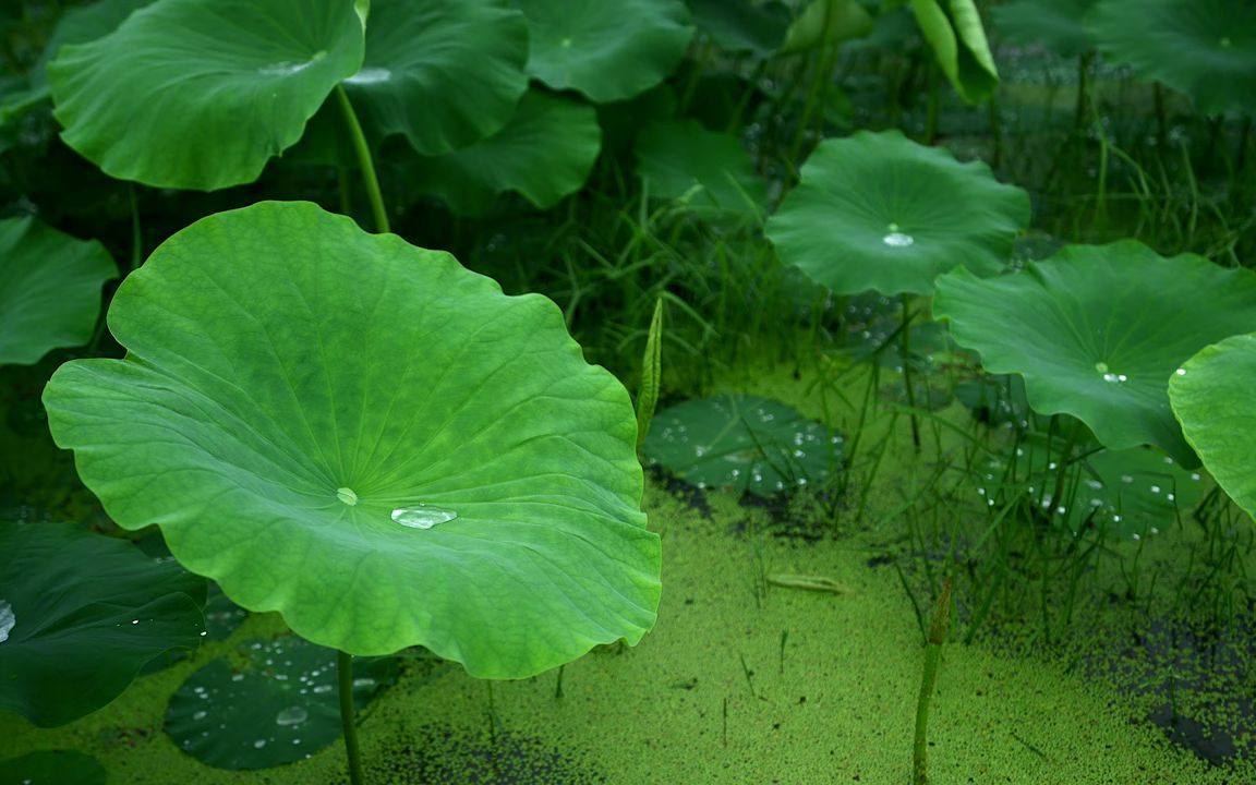 白噪音荷塘细雨哔哩哔哩bilibili