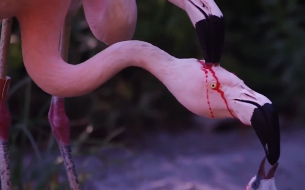 火烈鸟用血喂孩子?