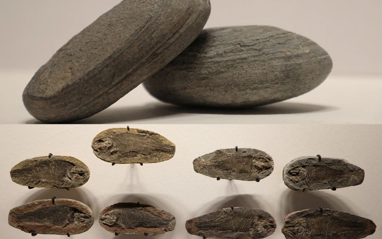 【16种结核化石盘点】石球里的秘密,或许敲一敲就能发现 ?