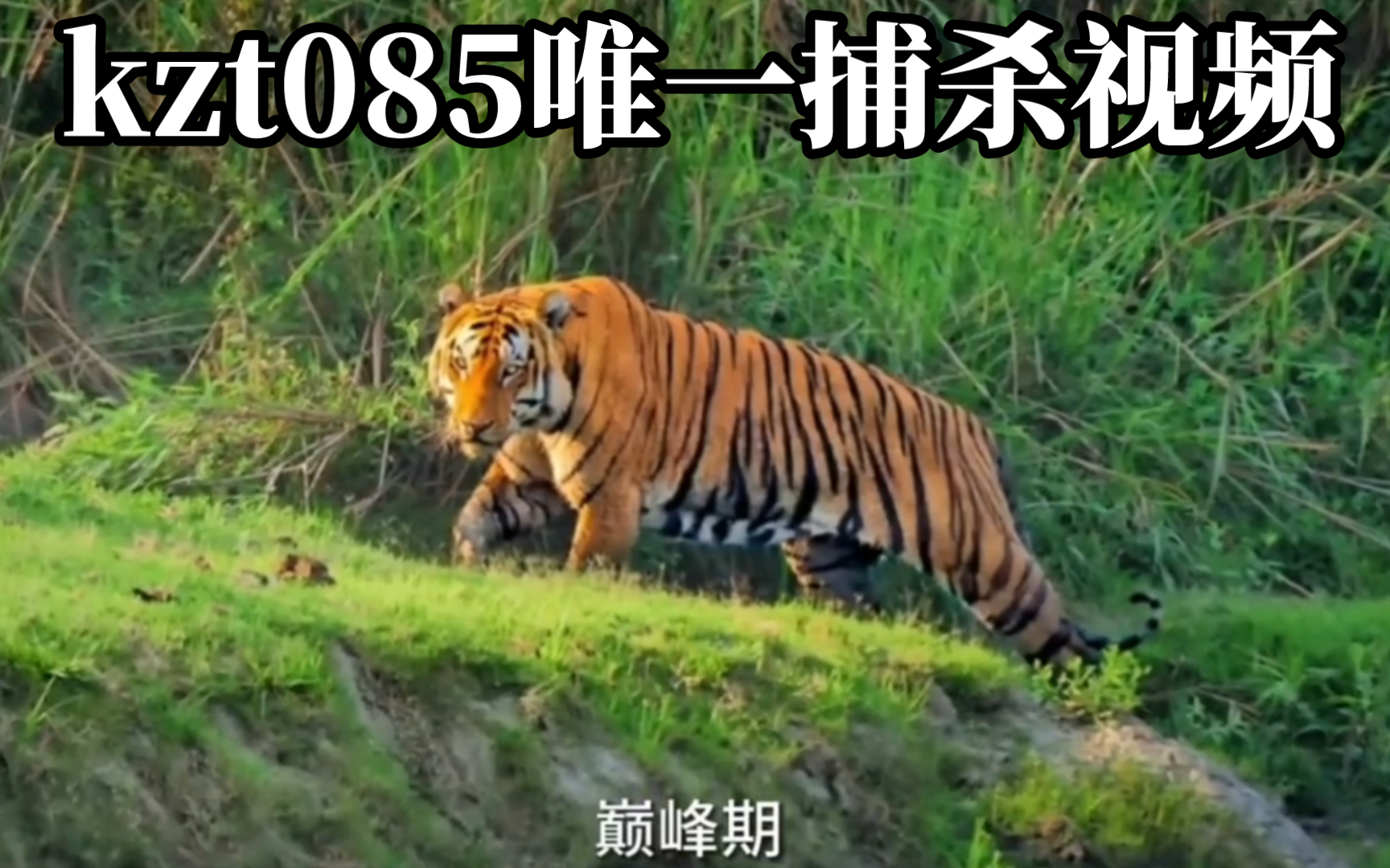 巅峰期单杀犀牛,3岁击败虎王取而代之!