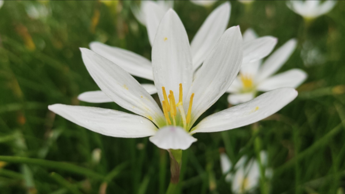 小清新!雨后的白色野花【学车摸鱼中】