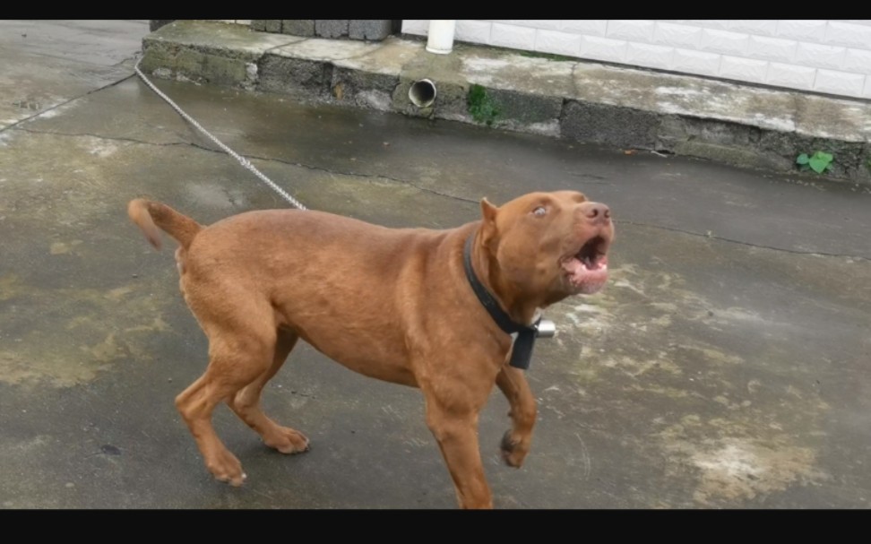 10元买的土狗原来是美国的比特犬 咬合力极强 挑逗的画面太刺激_哔哩